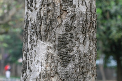 Heterophragma quadriloculare